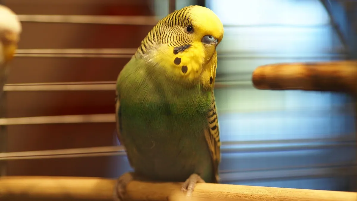 Do Budgies Make Good Pets? Honest Owner Guide