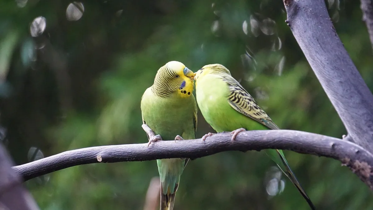Do Budgies Mate for Life? Bonding Facts for Owners