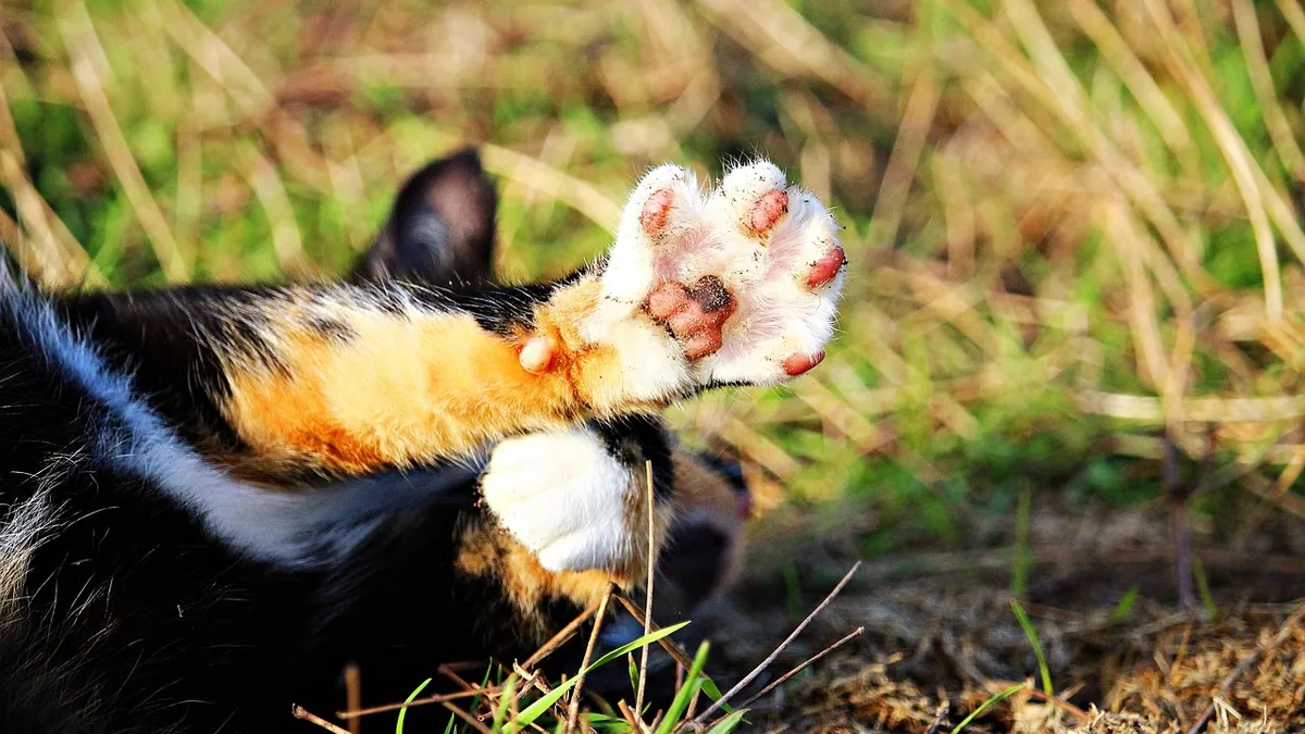Do Cat Quicks Recede? How to Shorten Overgrown Claws