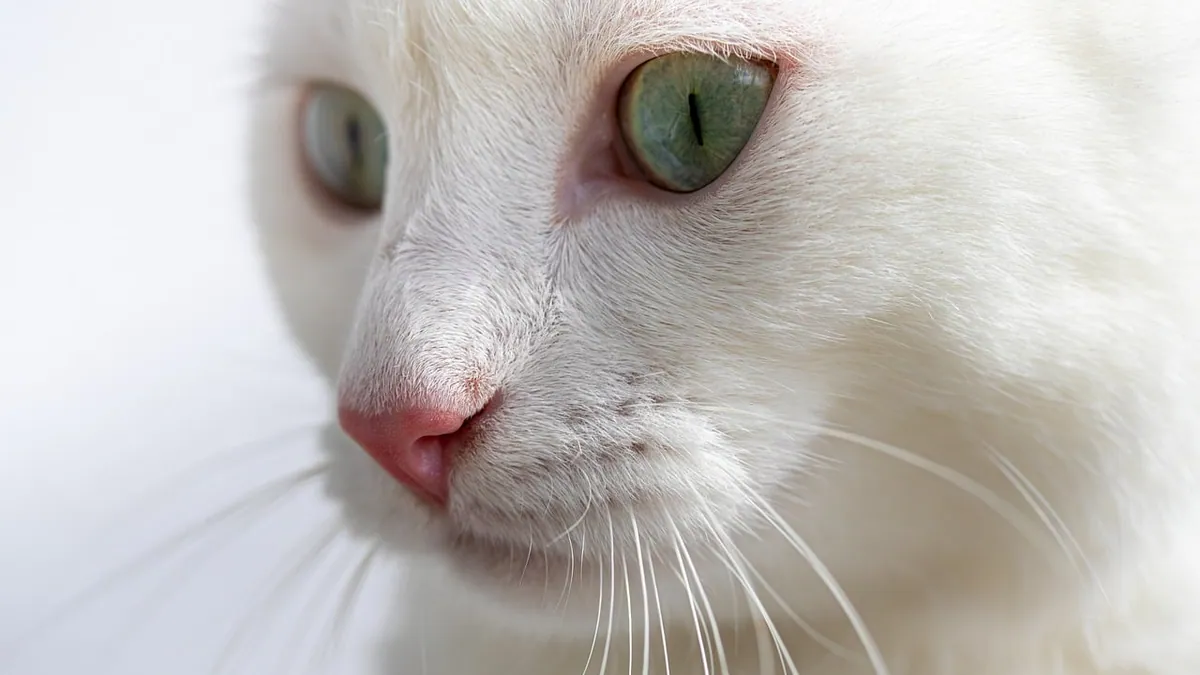 Do Cat Whiskers Grow Back? Regrowth and When to Worry