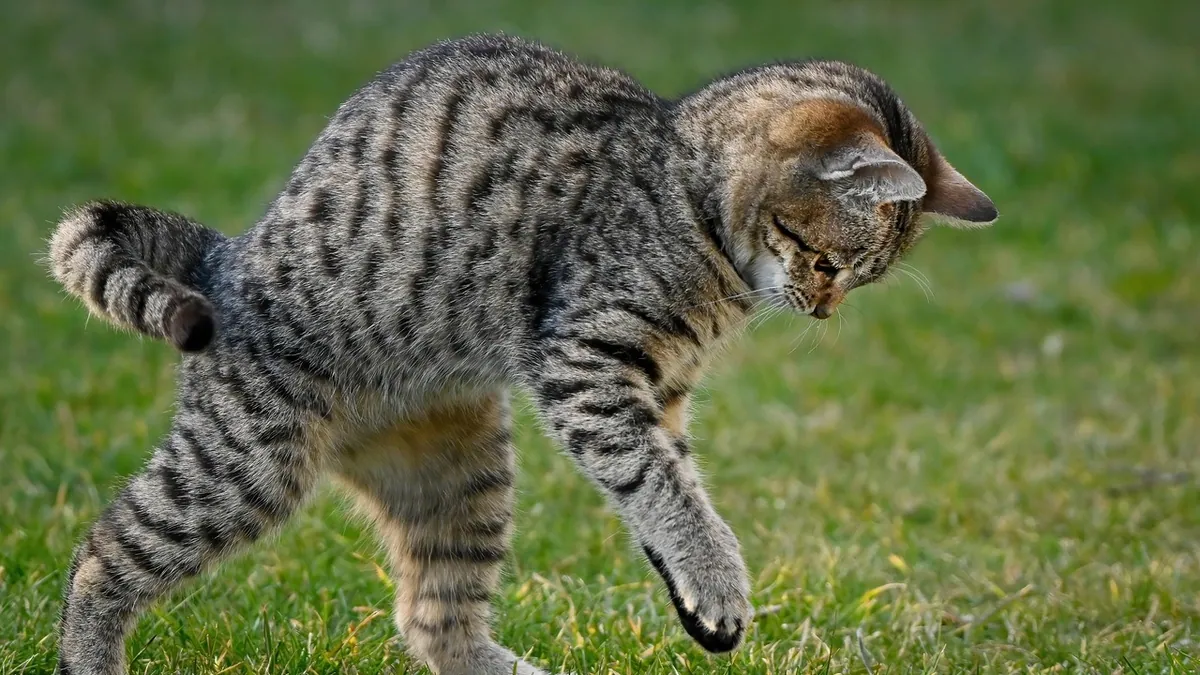 Do Cats Always Land on Their Feet? The Truth