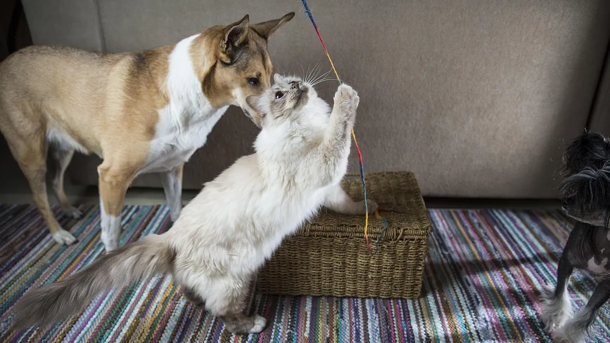 Do Cats and Dogs Get Along? How to Build Peace at Home