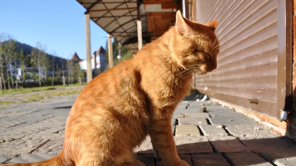 Do Cats Bleed When in Heat? What to Expect