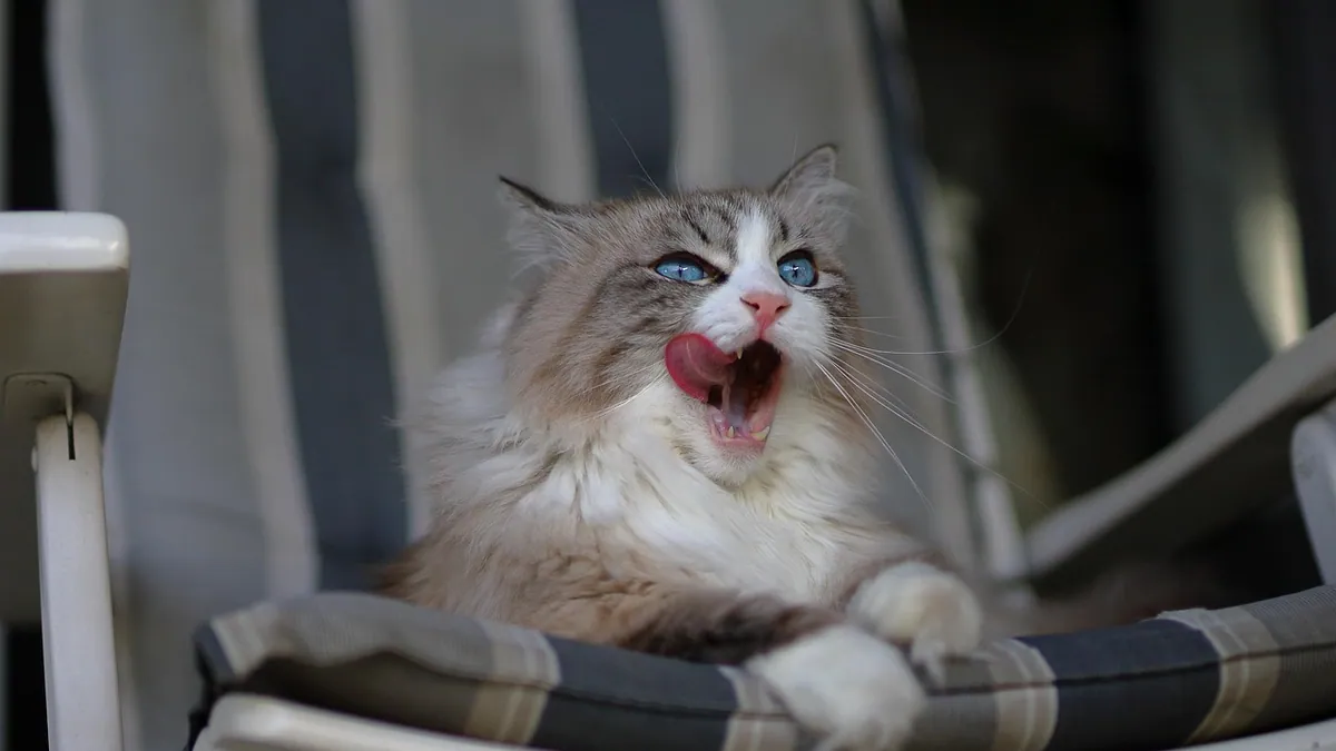 Do Cats Burp? Normal Burping vs. Digestive Problems