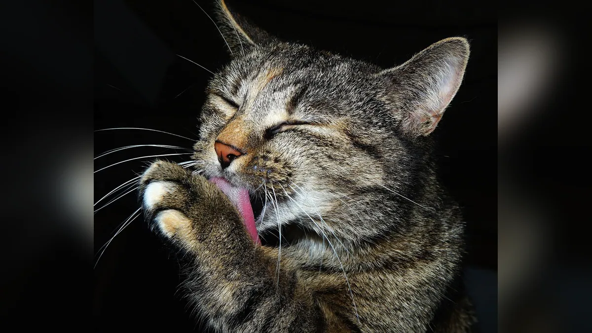 Do Cats Chew Their Food? Why Some Cats Swallow Whole