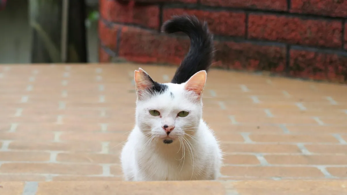 Do Cats Control Their Tails? Feline Tail Language