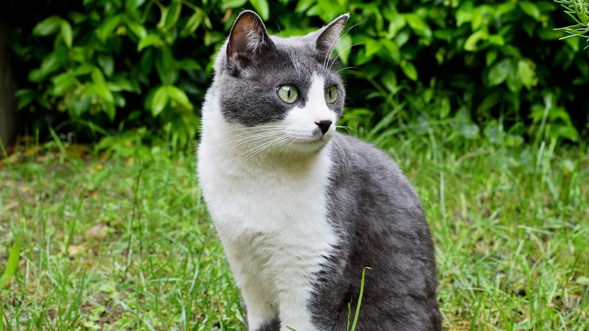 Do Cats Feel Love? The Science of Feline Emotions
