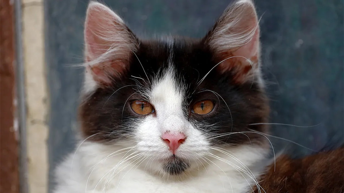 Do Cats Get Colds? Symptoms, Causes, and When to Worry