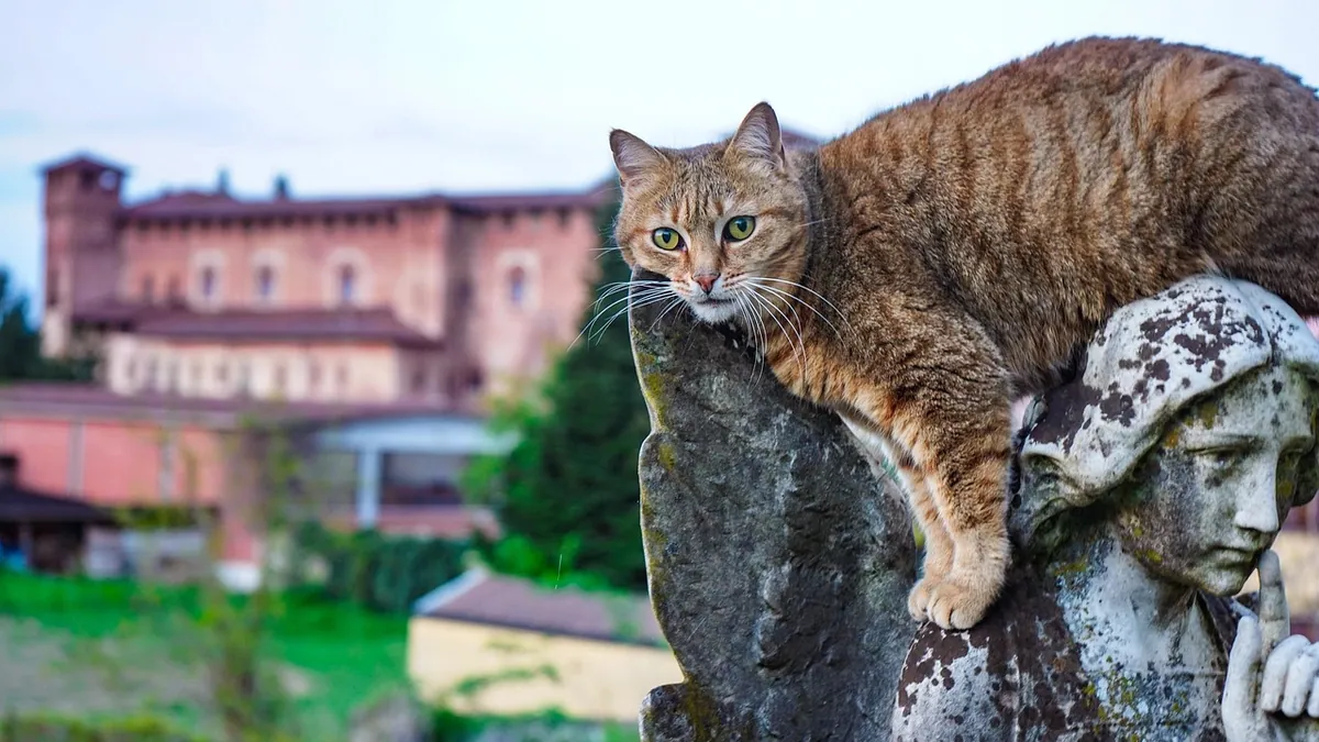 Do Cats Have 9 Lives? The Truth About Cat Survival