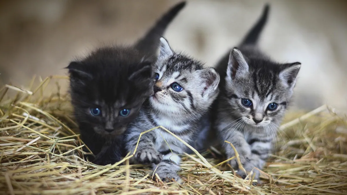 Do Cats Imprint? How Feline Socialization Windows Work