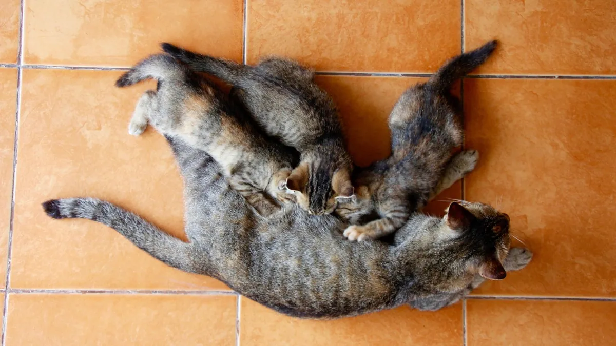Do Cats Inbreed? Feline Mating Habits Explained