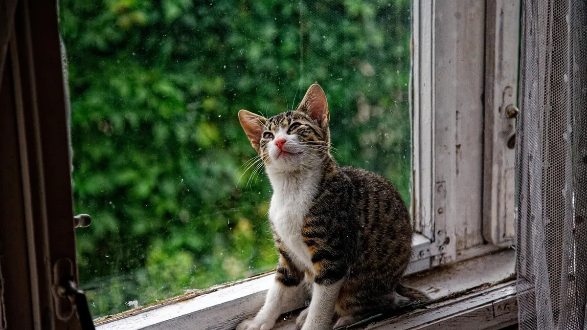 Do Cats Jump Out of Windows? High-Rise Fall Risks Explained