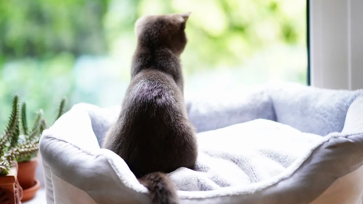 Do Cats Know When You're Sad? Feline Empathy Explained