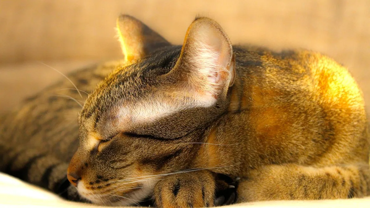 Do Cats Know When You're Pregnant? Feline Senses Explained