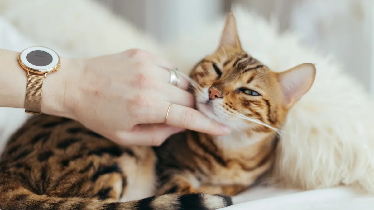 Do Cats Like Being Pet? Reading the Signs