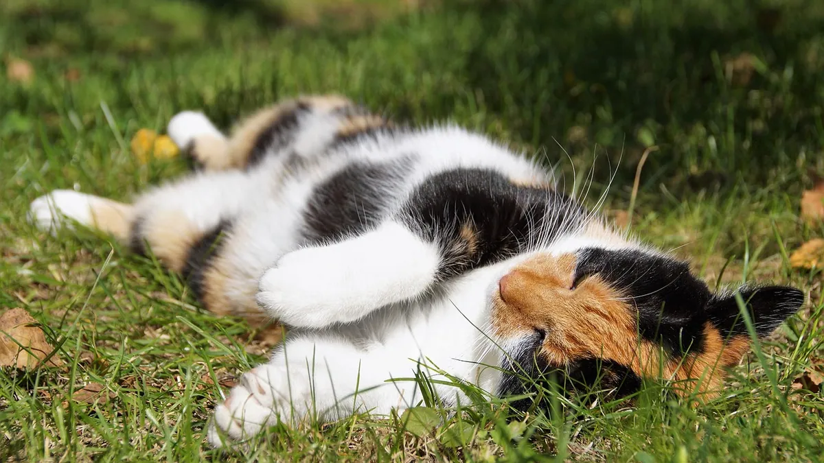 Do Cats Like Belly Rubs? What the Behavior Means