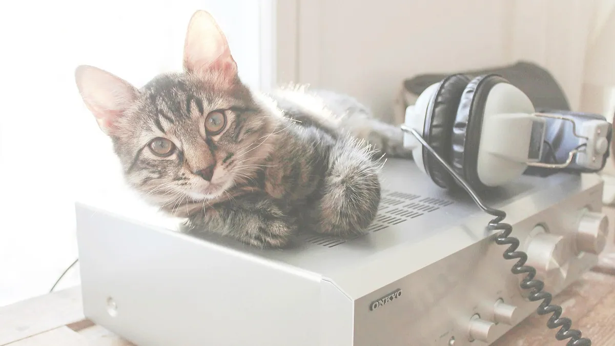 Do Cats Like Music? What Science Says About Feline Hearing