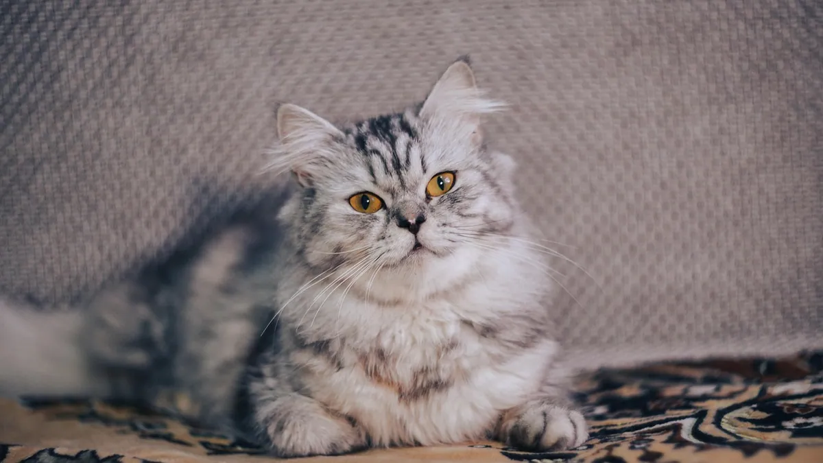 Do Cats Love Their Owners? The Science of Feline Bonding