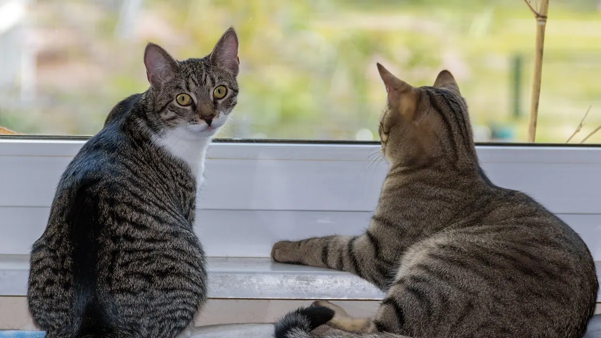 Do Cats Meow at Each Other? Feline Communication Facts