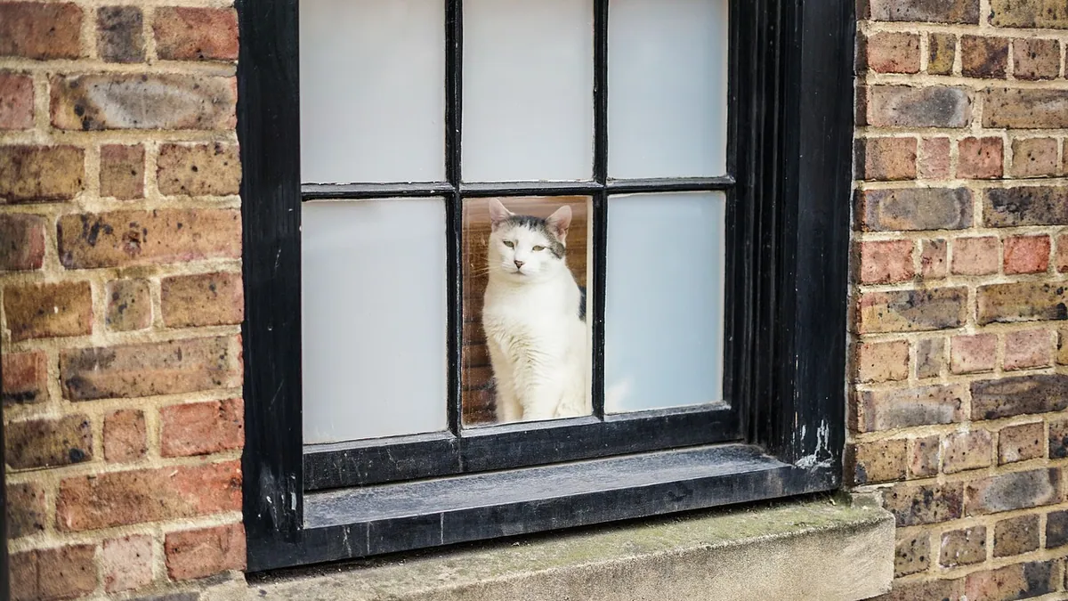 Do Cats Miss Their Owners? What Science Says