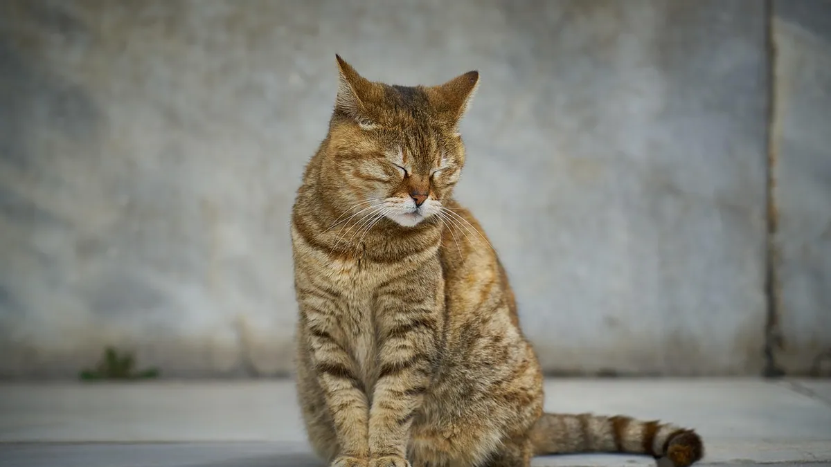 Do Cats Mourn? Grief After Losing a Companion