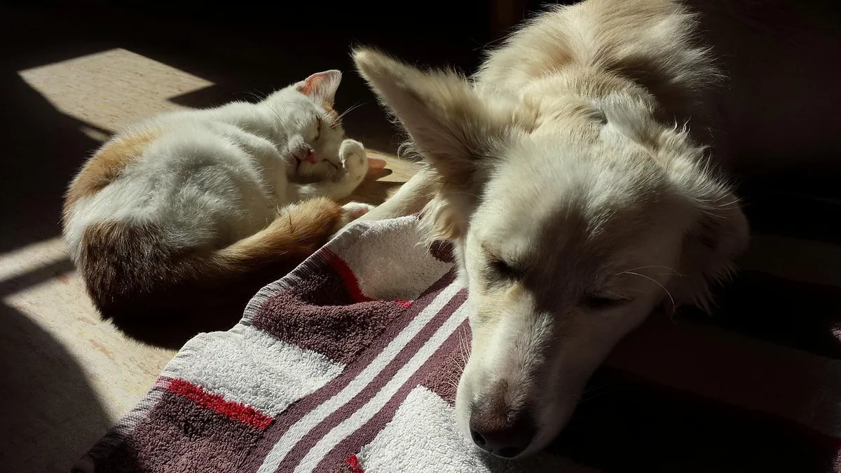 Do Cats or Dogs Live Longer? Lifespan Compared