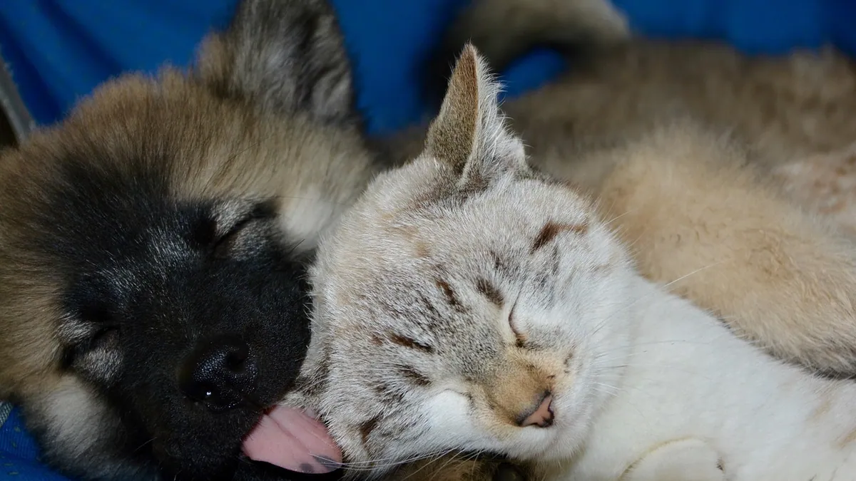 Do Cats or Dogs Sleep More? Sleep Needs Compared