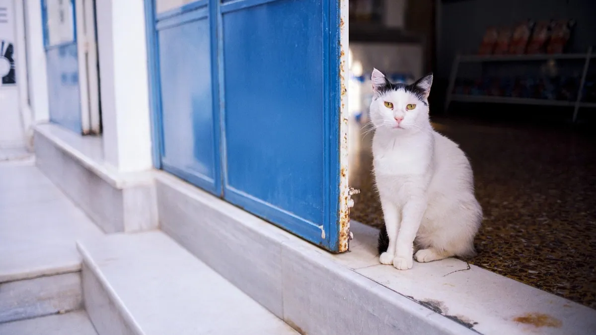 Do Cats Protect Their Owners? Feline Bonding Explained