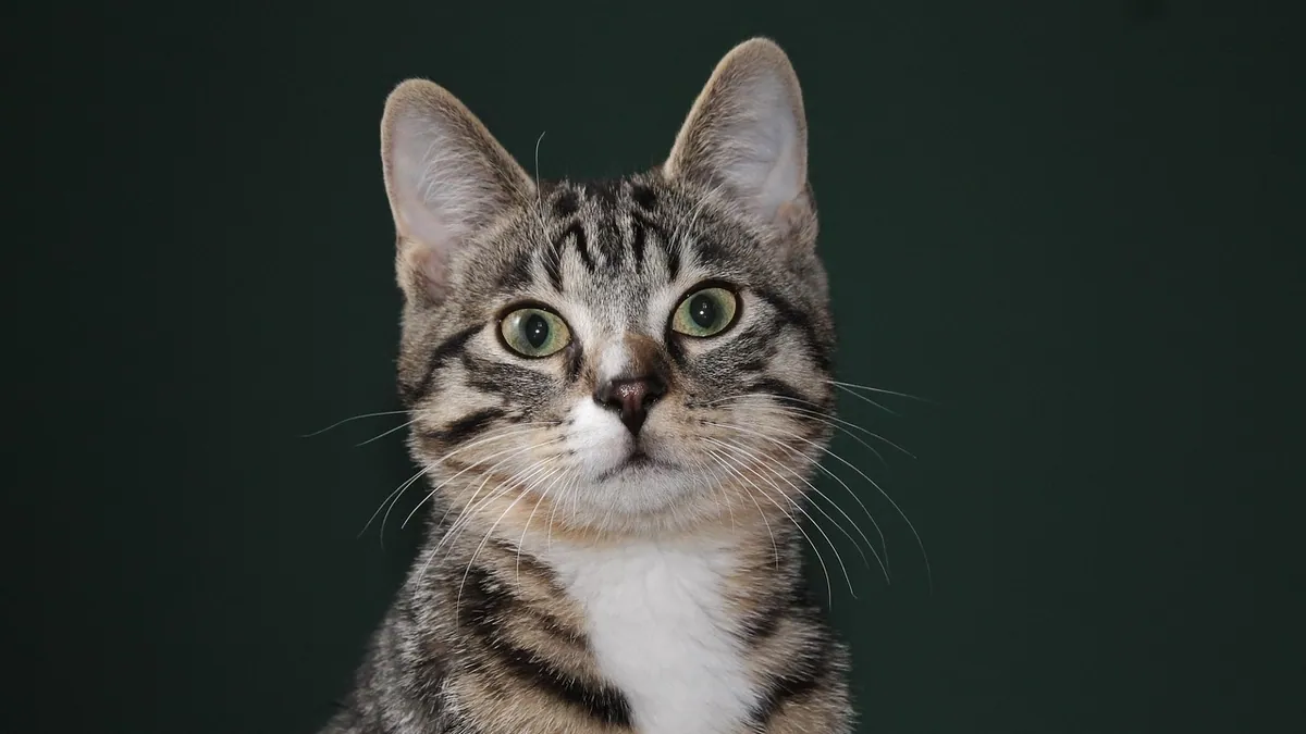 Do Cats Recognize Their Owners? Feline Recognition Explained