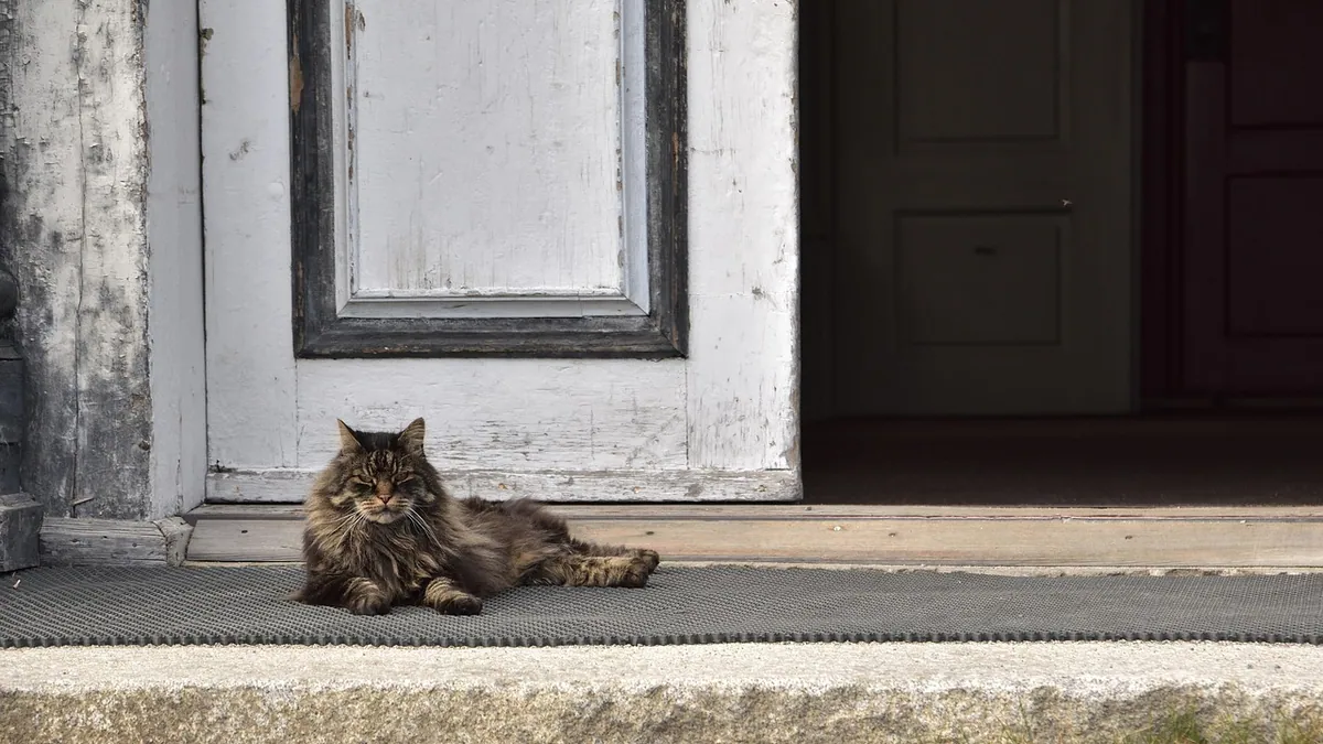 Do Cats Run Away From Home? Why Cats Leave and Return