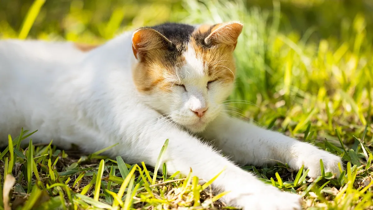 Do Cats Sweat? How Cats Cool Down in Heat