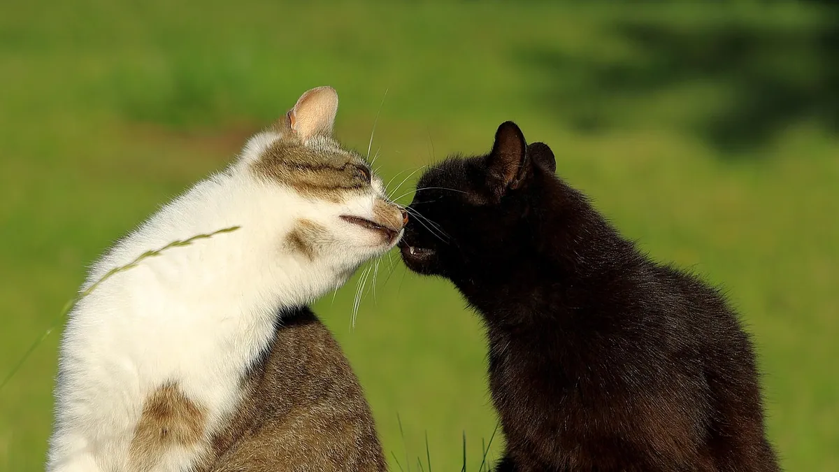 Do Cats Understand Kisses? What Your Cat Really Thinks