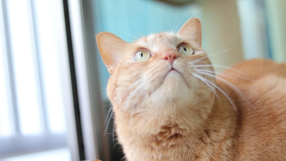 Do Cats Understand the Word No? Training Explained