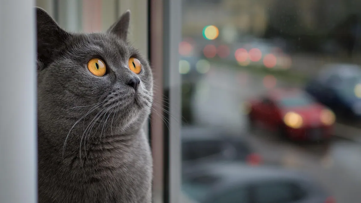 Do Cats Understand Time? Feline Time Perception