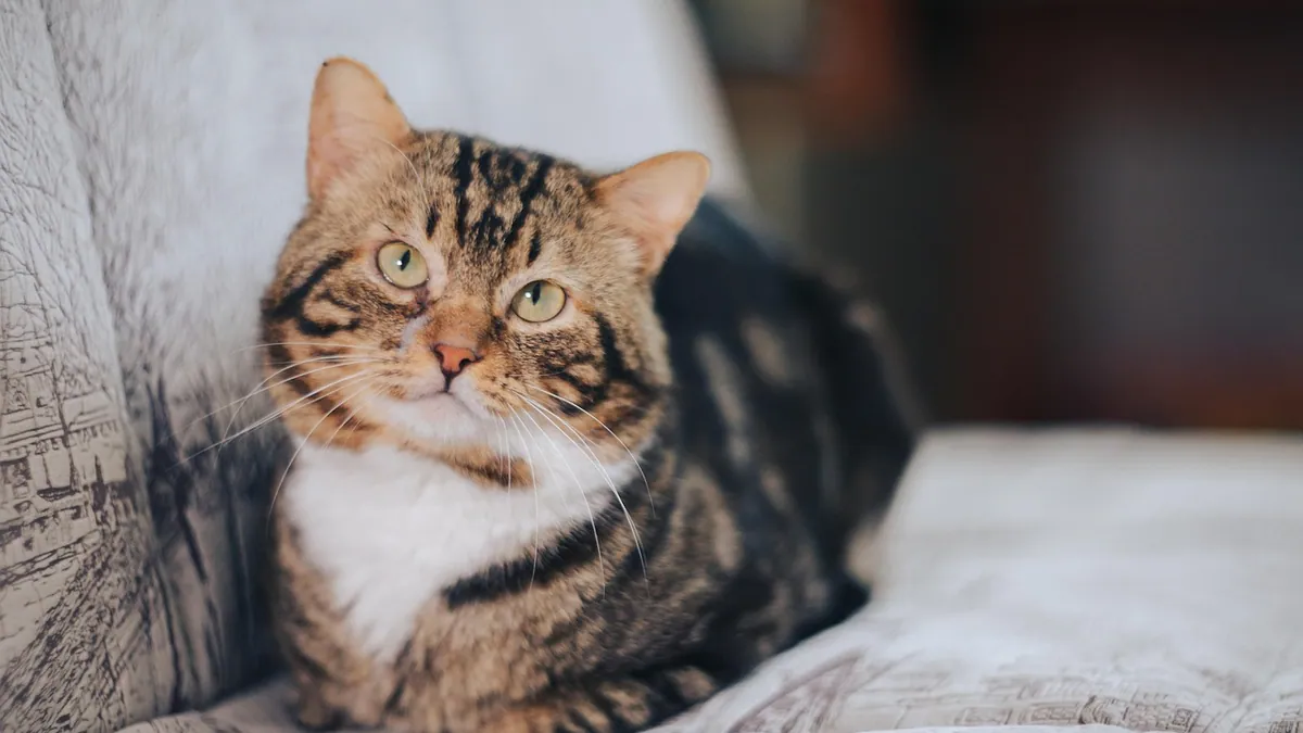 Do Cats Understand Words? What Science Says About Talking to Cats