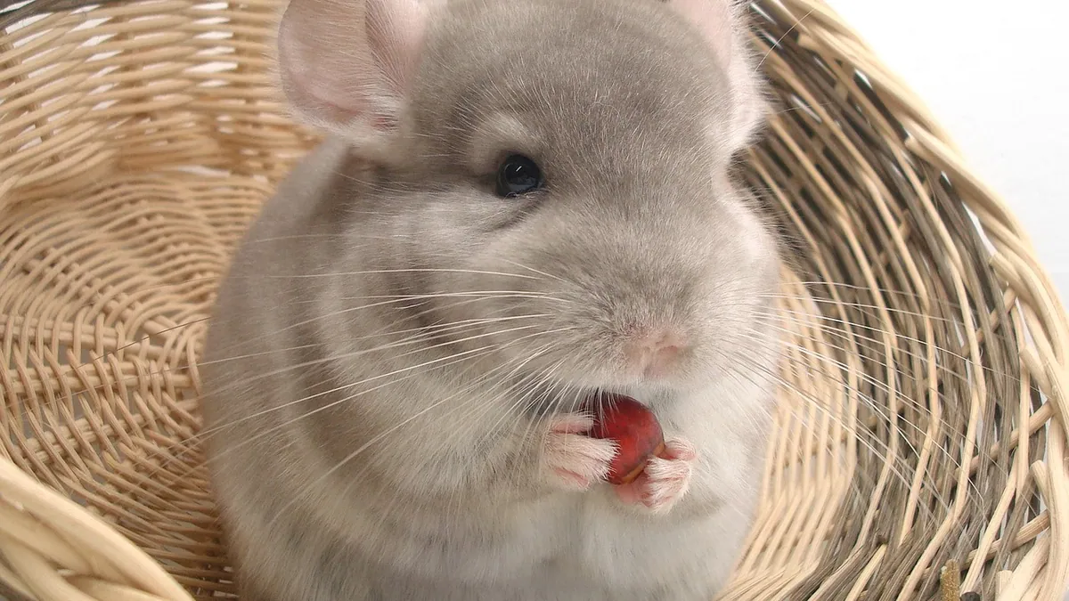 Do Chinchillas Bond With Their Owners? Recognition Explained