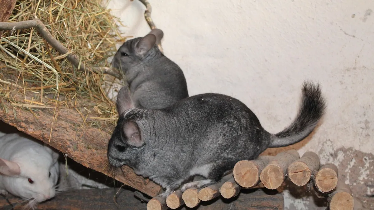 Do Chinchillas Drink Water? Bathing and Hydration Facts