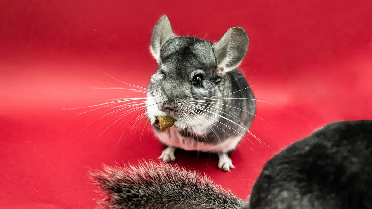 Do Chinchillas Need to Live in Pairs? Social Needs Explained
