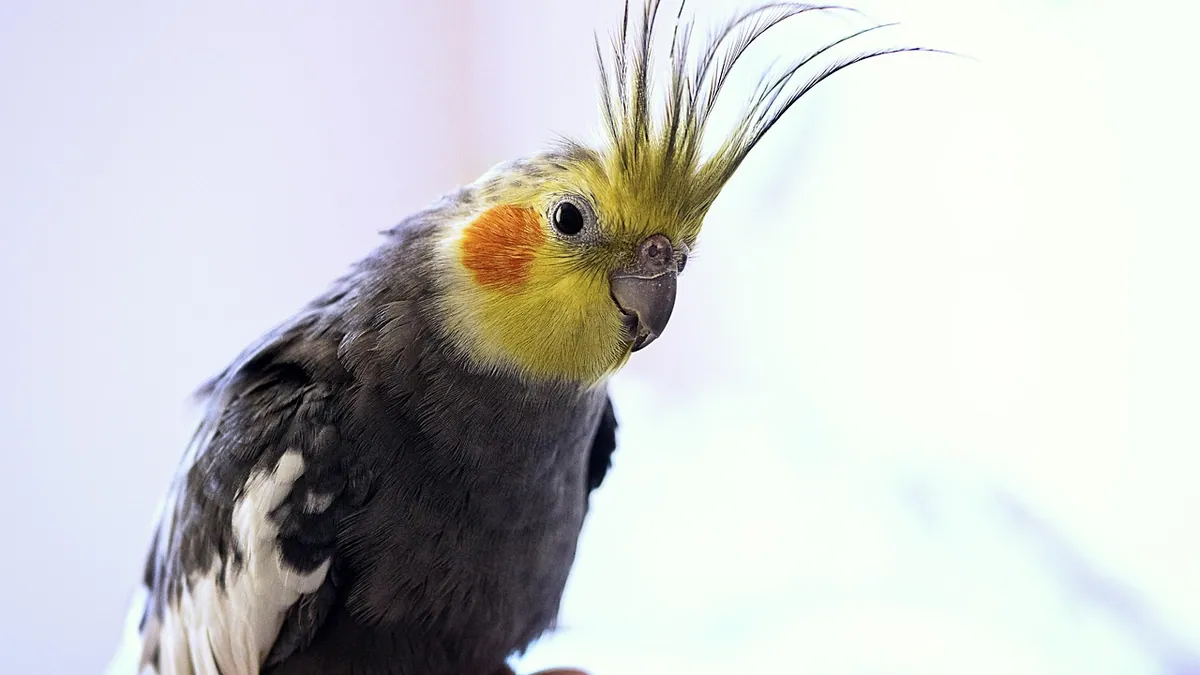 Do Cockatiels Bite? Play Biting and How to Stop It