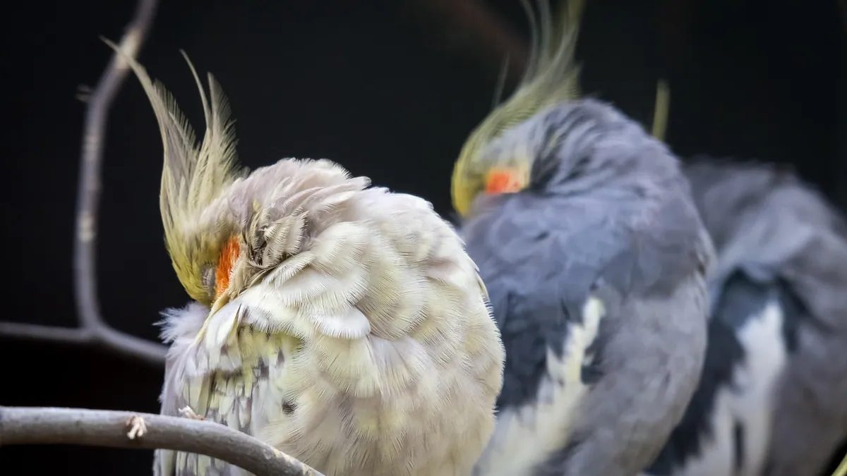 Do Cockatiels Dream? Sleep and Night Behavior