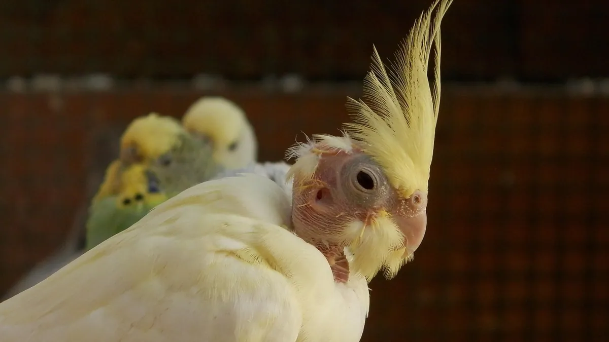 Do Cockatiels Molt? Normal Molting and When to Worry