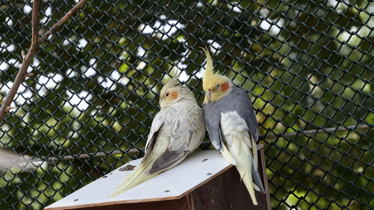 Do Cockatiels and Parrots Mate for Life? Bonding Facts