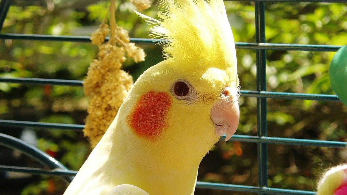 Do Cockatiels Poop Everywhere? Dropping Habits and Training
