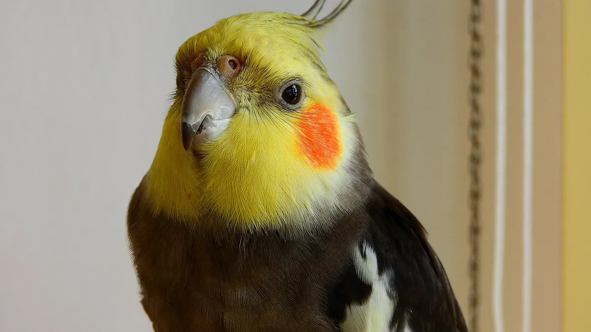 Do Cockatiels Like Watching TV? Screen Time for Pet Birds