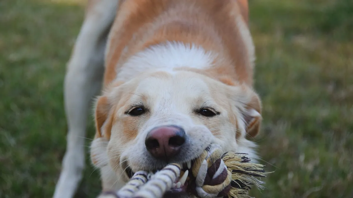 Do Dogs Get Bored? Signs, Causes, and How to Help