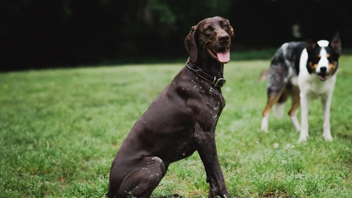 Do Dogs Get Hemorrhoids? Causes of Rectal Bleeding