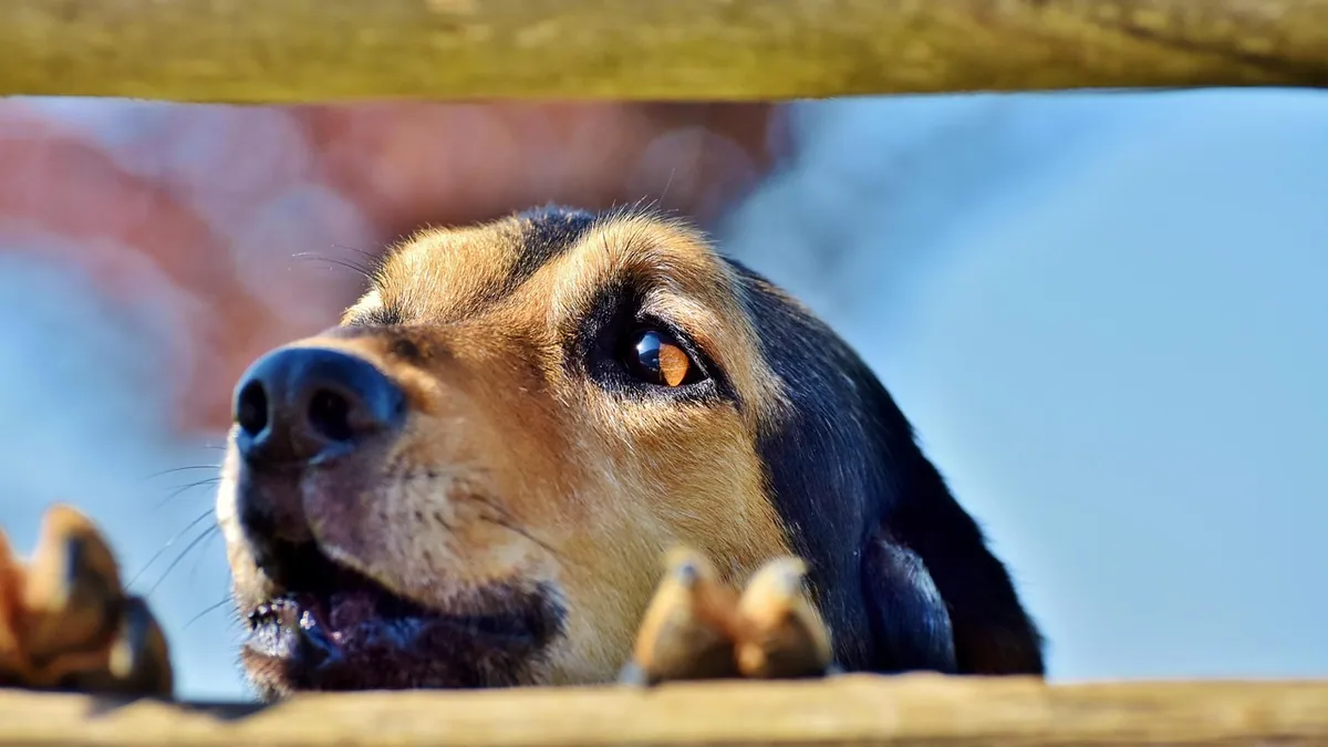 Do Dogs Get Tired of Barking? What Owners Should Know