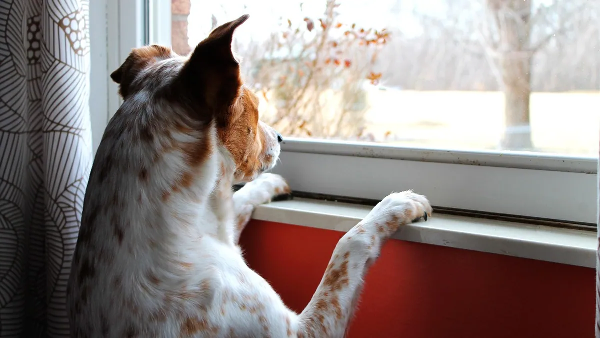 Do Dogs Have a Sense of Time? How Dogs Perceive It