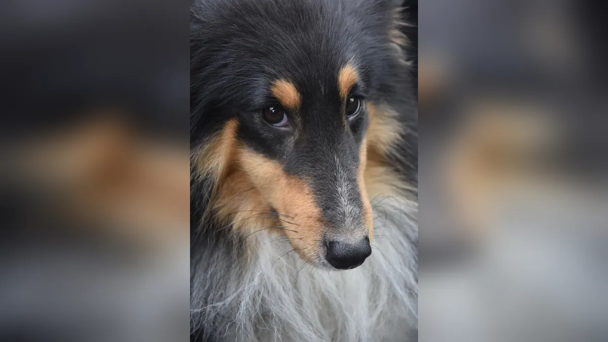 Do Dogs Have Whiskers? Purpose and Why They Fall Out