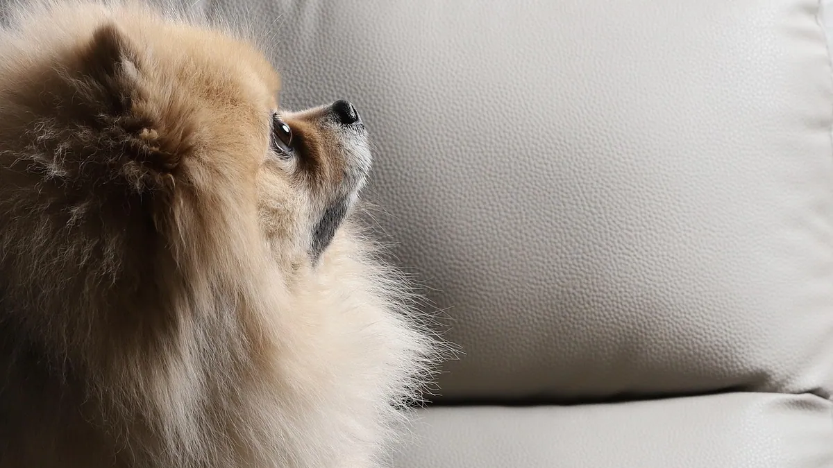 Do Dogs Judge Us? What Canine Behavior Really Shows